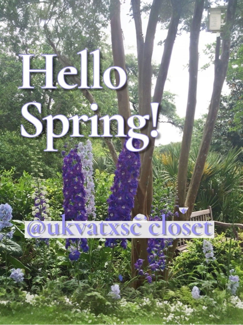 🪻Hello Spring🪻